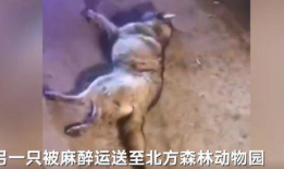 灰狼视频,探寻神秘生物的生存智慧与生态奥秘