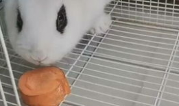 兔兔视频,趣味横生的萌宠日常大揭秘